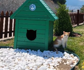 İçimizi ısıtan en güzel görüntüler Mutlu patiler, mutlu Kestel.